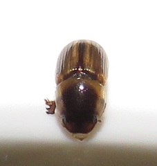 Aphodiini