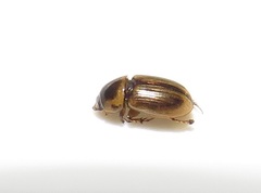 Aphodiini