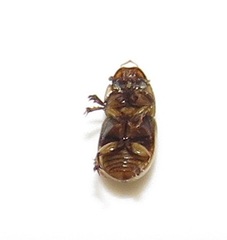 Aphodiini