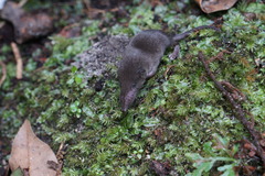 Crocidura cyanea