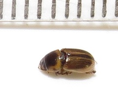 Aphodiini
