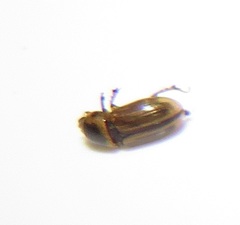 Aphodiini