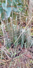 Acrothamnus hookeri