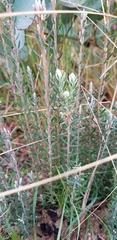 Acrothamnus hookeri