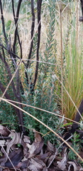 Acrothamnus hookeri