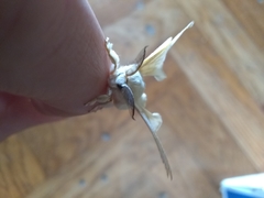 Bombyx