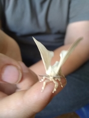 Bombyx
