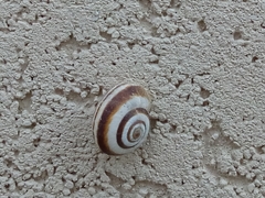 Helicella itala