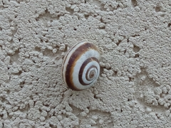 Helicella itala
