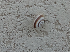 Helicella itala