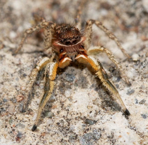 Habronattus americanus photo 3