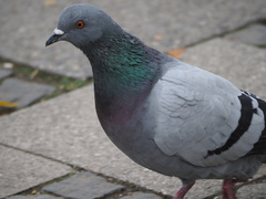 Columba livia domestica