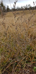 Leptospermum myrtifolium