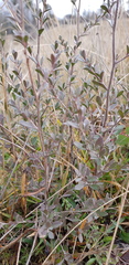 Leptospermum myrtifolium