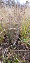 Acrothamnus hookeri