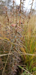 Acrothamnus hookeri