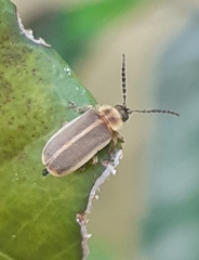 Metrogaleruca obscura