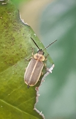 Metrogaleruca obscura