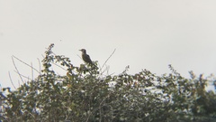 Agriornis lividus
