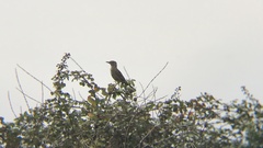 Agriornis lividus