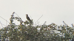 Agriornis lividus