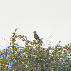 Agriornis lividus