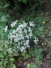 Anthriscus sylvestris