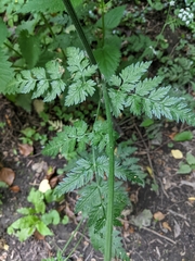 Anthriscus sylvestris