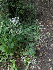 Anthriscus sylvestris