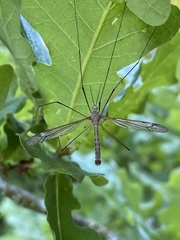 Tipula vittata