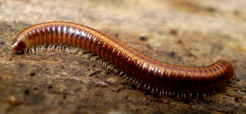 Millipedes (big Woods, Big Rivers Linnaeus List) · Inaturalist