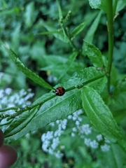 Harmonia axyridis