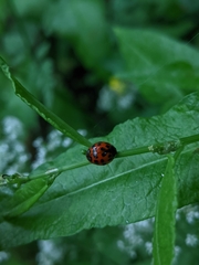 Harmonia axyridis