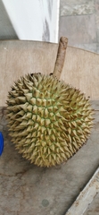 Durio zibethinus