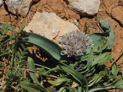 Allium libani