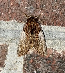 Peridea basitriens