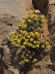 Alyssum baumgartnerianum