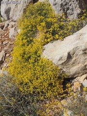 Alyssum baumgartnerianum