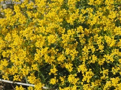 Alyssum baumgartnerianum