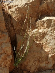 Anarrhinum forskaohlii