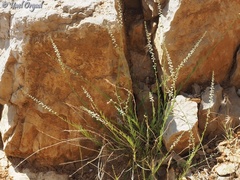 Anarrhinum forskaohlii