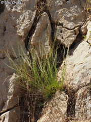 Anarrhinum forskaohlii