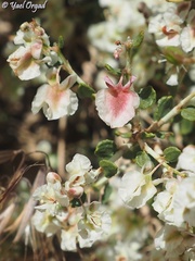 Atraphaxis billardierei