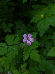 Geranium robertianum