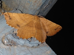 Euchlaena johnsonaria