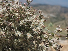 Atraphaxis billardierei