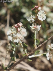 Atraphaxis billardierei