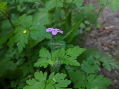 Geranium robertianum