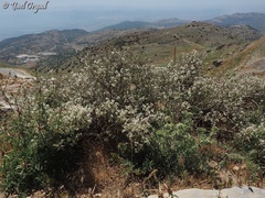 Atraphaxis billardierei