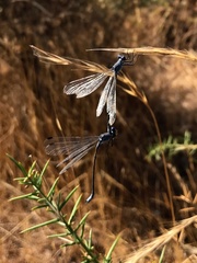 Lestes macrostigma